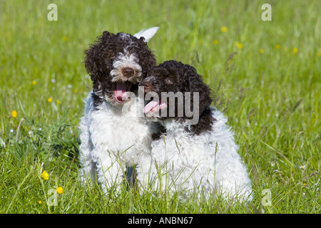 Lagotto Romagnolo cane - due cuccioli su prato Foto Stock