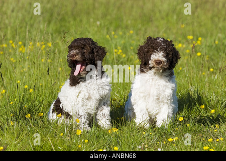 Lagotto Romagnolo cane - due cuccioli su prato Foto Stock
