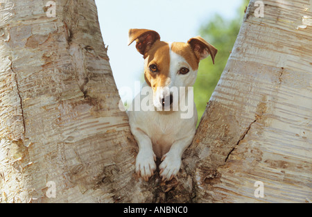Jack Russell Terrier cane - tra due trunk Foto Stock