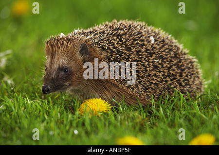 Unione riccio (Erinaceus europaeus). Adulto su prato Foto Stock