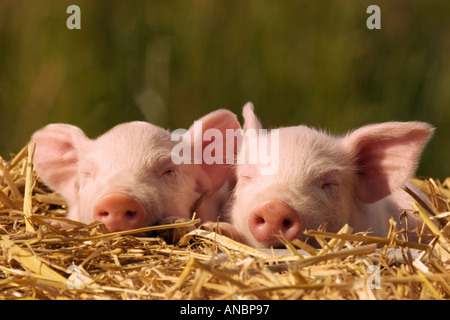 Maiale domestico. Due i suinetti di dormire sulla paglia Foto Stock