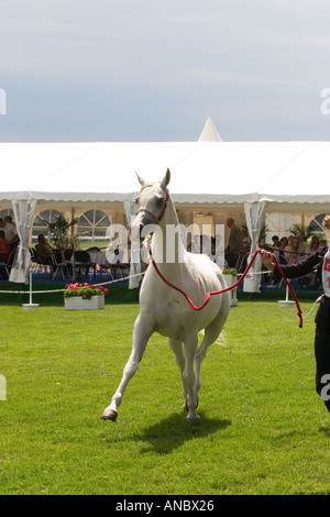 Evento egiziano Europa in Iffezheim vicino a Baden Baden Germania Settembre 2005 Foto Stock