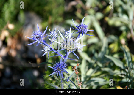 Ametista Mare Holly (Apiaceae Eryngium amethystinum) nella Velika Paklenica Canyon, Croazia Foto Stock