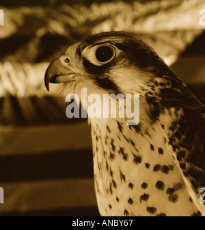 Testa di Falcon in bianco e nero Foto Stock