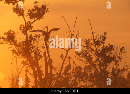 Airone cenerino Ardea cinerea profilarsi all'alba Richmond Park London autunno Foto Stock