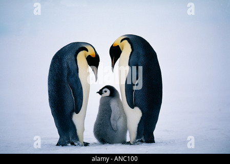 Pinguino imperatore Aptenodytes forsteri coppia con pulcino famiglia Dawson Lambton Glacier mare di Weddell Antartide di novembre Foto Stock