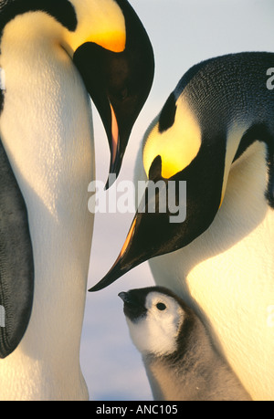 Pinguino imperatore Aptenodytes forsteri coppia con pulcino famiglia Dawson Lambton Glacier mare di Weddell Antartide di novembre Foto Stock