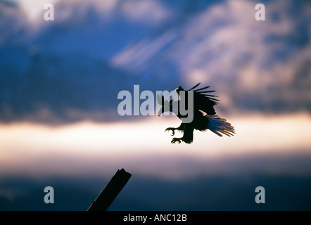 Aquila calva Haliaeetus leucocephalus venite a terra Homer Alaska Febbraio Foto Stock