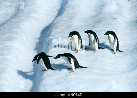 Adelie Penguins Pygoscelis adeliae la bordatura il loro cammino verso il basso un iceberg scivolose Paulet Island Antartide Foto Stock
