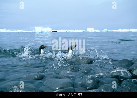 Adelie Penguins Pygoscelis adeliae tornando a colonia su Paulet isola mare di Weddell Antartico Foto Stock