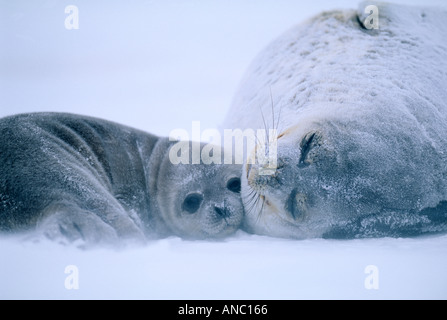 Guarnizione di Weddell Leptonychotes weddelli madre e pup sul mare di ghiaccio del mare di Weddell Antartide Ottobre Foto Stock