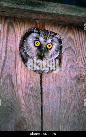 Tengmalm s Owl Aegolius funereus peering adulti dalla scatola di nido la Finlandia può Foto Stock