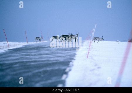 La renna Rangifer tarandius attraversamento strada in Norvegia artica inverno Foto Stock