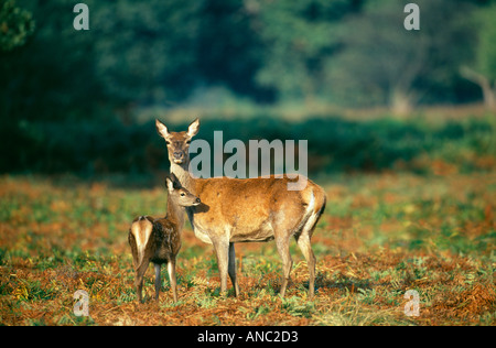 Red Deer Cervus elaphus madre e fawn REGNO UNITO Foto Stock