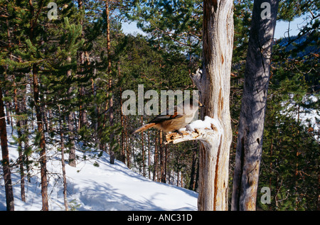 Siberian Jay Perisoreus infaustus Kuusamo Finlandia inverno Foto Stock