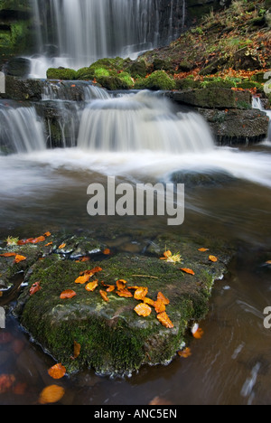 Forza Scaleber cascata al di sopra di stabilirsi in Yorkshire Dales Foto Stock