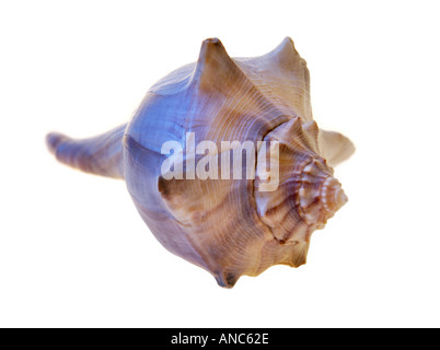 Mitilo Shell lumaca snailshell Foto Stock