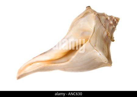 Mitilo Shell lumaca snailshell Foto Stock