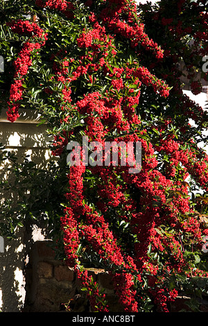 Bacche rosse di un pyracantha coccinea pianta Foto Stock