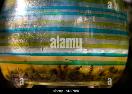 Vespe annegati in un giardino di vetro wasp-catcher Foto Stock