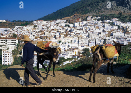 L'uomo asini a Chechaouen Marocco Foto Stock