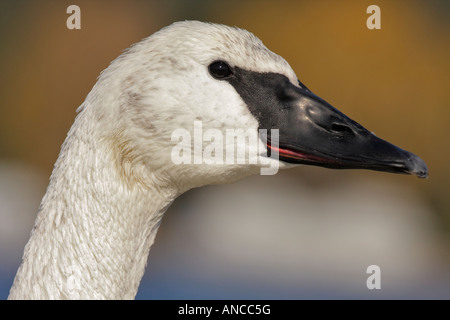 Closeup ritratto di trumpeter swan Victoria British Columbia Canada Foto Stock