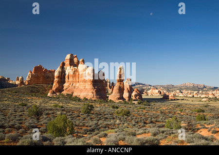 Utah, Canyonlands NP, aghi, guglie di roccia a Chesler Park Foto Stock