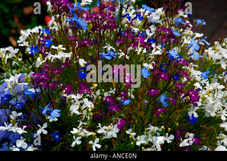 Un display floreali di diverso colore fiori Lobelia. Foto Stock