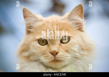 Capelli lunghi orange tabby cat Foto Stock