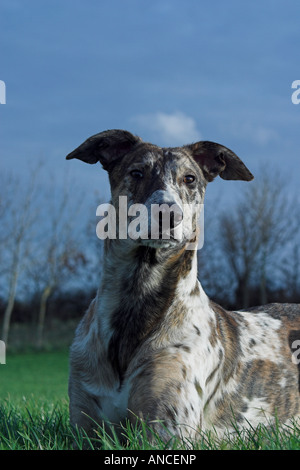 Lurcher giacente onsummer erba Foto Stock