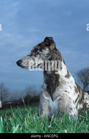 Lurcher giacente onsummer erba Foto Stock