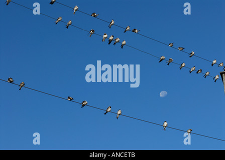 Rondoni sul filo telefonico contro un cielo blu con una mezza luna Foto Stock