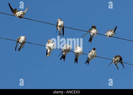 Close up di rondoni seduto su un filo di telefono contro un cielo blu Foto Stock