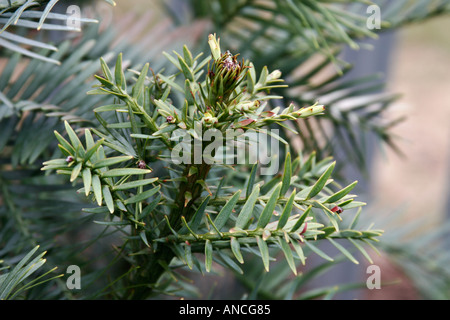 Pino di Wollemi, Wollemia nobilis Foto Stock