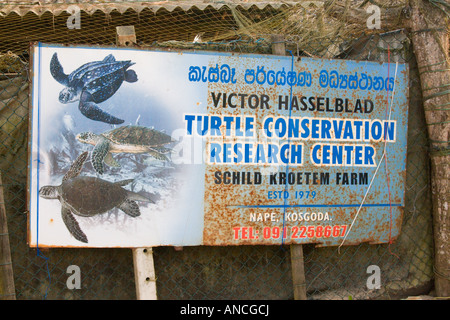 Turtle Farm Foto Stock