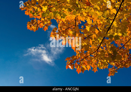 Le foglie girando magnifici colori in autunno Foto Stock