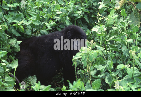 Gorilla Gorilla beringei Foto Stock