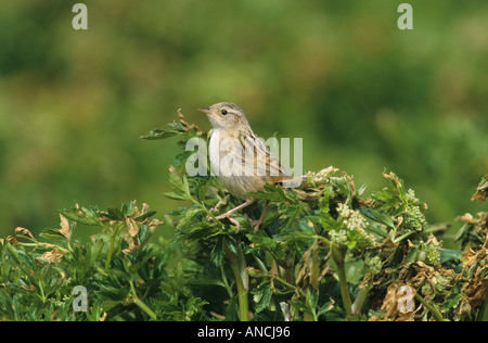 Erba Wren Cistothorus platensis Falklands Foto Stock