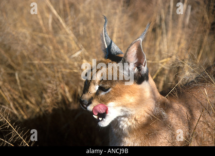 Felis Caracal caracal fino in prossimità della testa della Namibia Foto Stock
