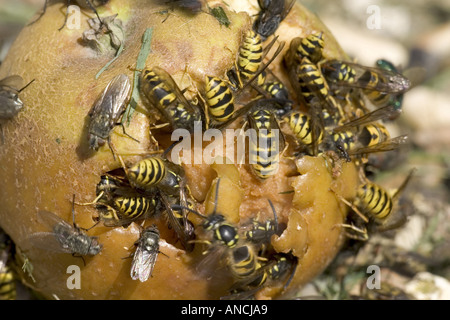 Comune di vespe Vespa vulgaris mangiare apple Foto Stock