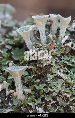 Pixie cup lichen, Cladonia sp Foto Stock