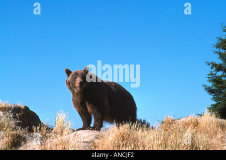 Kodiak Bear aka Alaskan Orso grizzly e Alaska l'orso bruno (Ursus arctos middendorffi) in piedi - North American animale selvatico Foto Stock