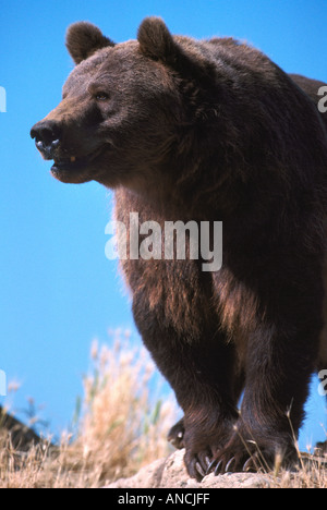 Kodiak Bear aka Alaskan Orso grizzly e Alaska l'orso bruno (Ursus arctos middendorffi) in piedi - North American animale selvatico Foto Stock