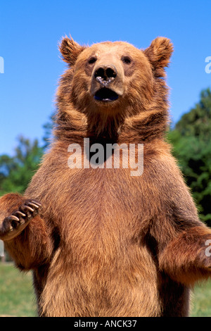 Un orso grizzly con il nome latino di Ursus horribilis sorge in una posizione difensiva in British Columbia Canada Foto Stock