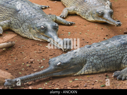 Gharial al Guindy National Park in India Foto Stock