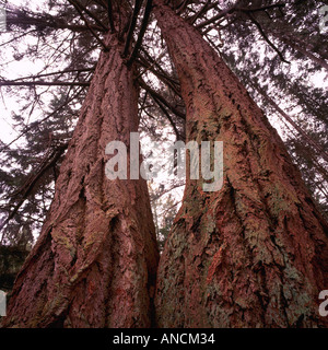 Douglas Fir Trees (Pseudotsuga menziesii) cresce in una foresta pluviale temperata sulla isola di Texada, British Columbia, Canada Foto Stock