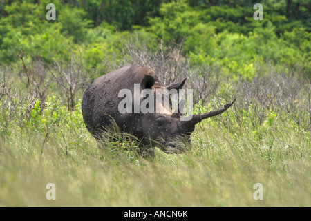 White Rhino. Questo modello ha una caratteristica forma corno anteriore. Foto Stock