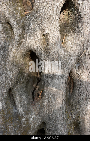 Corteccia di un vecchio albero di olivo Corfu isola Grecia Foto Stock