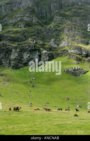 Cavalli islandesi in pascolo Islanda Foto Stock