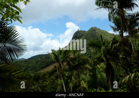 Vista da un sentiero Foresta Nazionale Caraibica El Yunque Puerto Rico Foto Stock